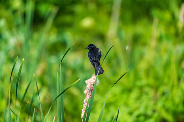 Blackbird On A Flower