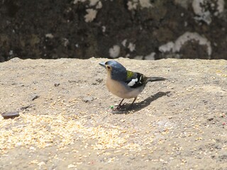 Bird of Island of Madeira