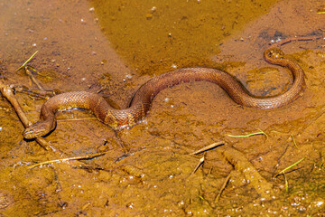 Obraz na płótnie Canvas Brown Snake In The Pond
