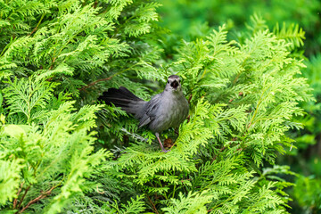 Grey Cat Bird In Bush