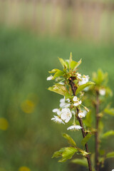 close-up of a blooming branch of a young cherry seedling on a background of green grass. white inflorescences. cherry tree. space for text. selective focus, bokeh.