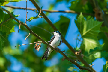 Tree Swallow bird on a branch