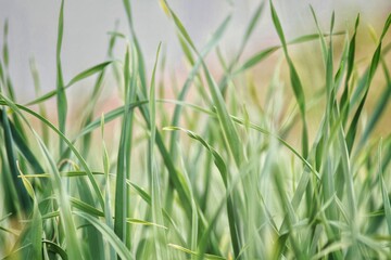 green grass in the wind