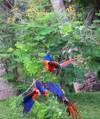 	
Colorful Scarlet Macaws (Ara Macao) in Costa Rica