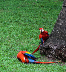 Scarlet Macaws (Lapas) in a tree