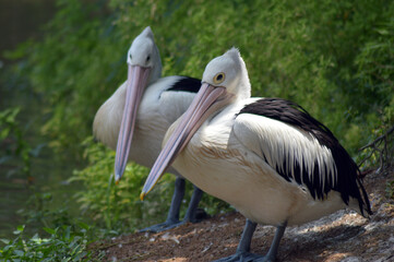 two pelicans brooding by the river
