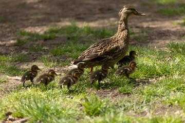 A female duck, a Mallard specimen, Anas platyrhynchos, runs through the grass in the Retiro park in Madrid, followed by her newborn ducklings, seeking refuge to be safe.
