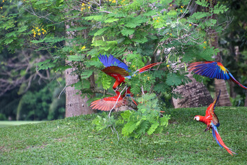 Scarlet Macaws in Costa Rica. Costa Rica Bird watching