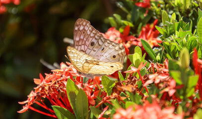 butterfly on a flower