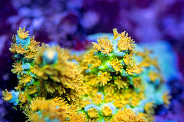 Obraz na płótnie Canvas Beautiful coral in reef aquarium tank. Macro shot. Selective focus.