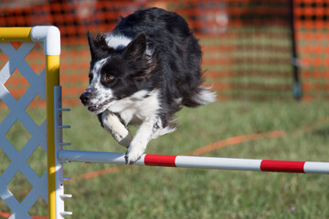 Border Collie jumping a hurdle