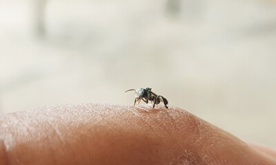 Small insects perched on a man's finger. To consume minerals from sweat.