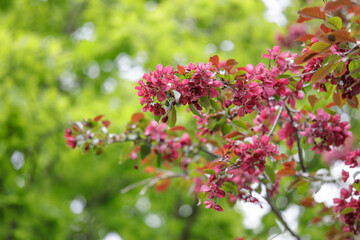 Beautiful apple tree flowering in city park