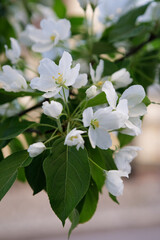 Beautiful apple tree flowering in city park