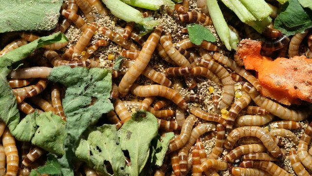 Closeup bird worm, Food for animals, insect
