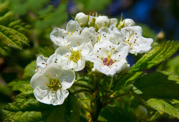 Flowers of hawthorn.
They give a lot of nectar. The flowers and fruits of hawthorn are used in medicine. Photographed in the evening.
