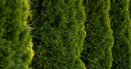 Green hedge of thuja trees. Closeup fresh green branches of thuja trees. Evergreen coniferous Tui tree. Nature, background.