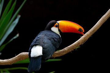 Lindo tucano colorido na arvore.
