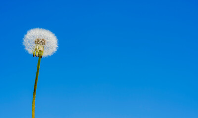 White fluffy lonely field dandelion stands against the blue spring sky