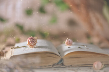 book with flower rose. romance, nature, reading, love
