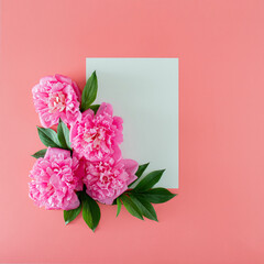 fresh pink peony with green leaves and white paper on pink pastel background with copy space. minimal tropical summer flat lay with copy space. minimal garden background.