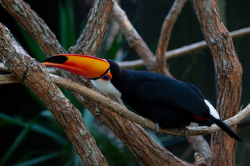Lindo tucano colorido na arvore.
