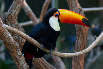 Lindo tucano colorido na arvore.
