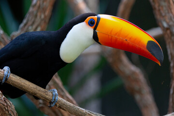 Lindo tucano colorido na arvore.
