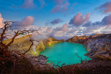 Kawah Ijen volcano with Dead trees on blue sky background in Java, Indonesia. © nuttawutnuy