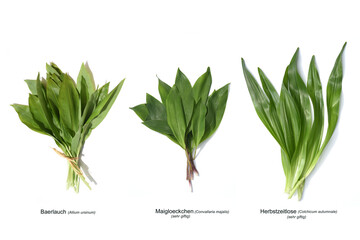 allium ursinum, Double runner, Doppelganger