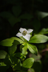 White Trillium