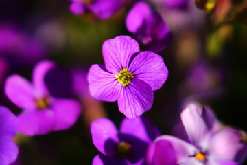 close up of flower