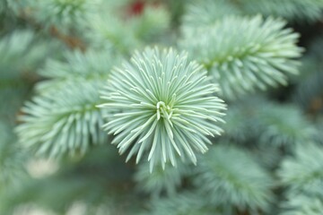 Spruce branch. Close-up pine tree branches with needles. Macro shot of fir branches. Christmas tree wallpaper background.