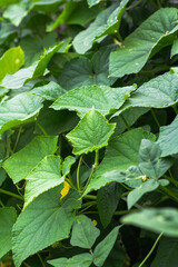 Small trees grow from cultivation.