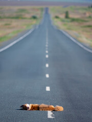 Vertical photo - a fox hit by a car.