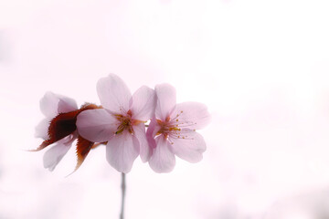 View of pink cherry. Beautiful close-up view of cherry in springtime