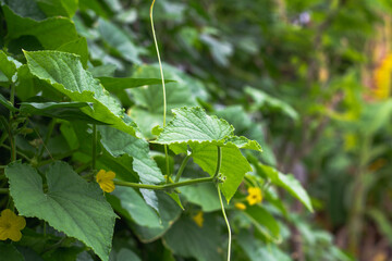 Small trees grow from cultivation.