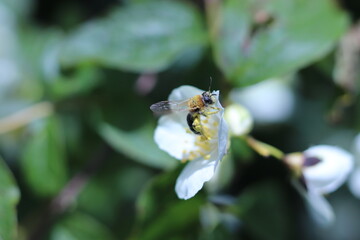 un abeille pleine de pollen butinant une fleur 