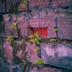 Brick wall in different colors and shades. Red to purple. Fern leaves are green with a shade of yellow. Traces of cement mortar are visible on the wall