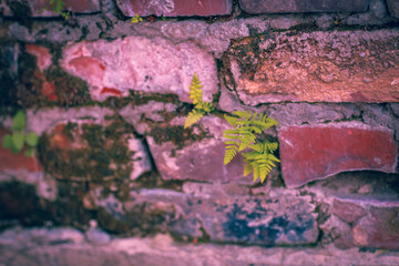 Brick wall in different colors and shades. Red to purple. Fern leaves are green with a shade of yellow. Traces of cement mortar are visible on the wall