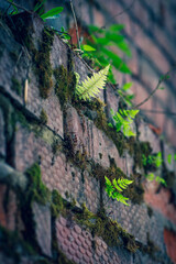 Brick wall in different colors and shades. Red to purple. Fern leaves are green with a shade of yellow. Traces of cement mortar are visible on the wall