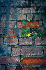 Brick wall in different colors and shades. Red to purple. Fern leaves are green with a shade of yellow. Traces of cement mortar are visible on the wall