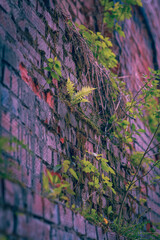 Brick wall in different colors and shades. Red to purple. Fern leaves are green with a shade of yellow. Traces of cement mortar are visible on the wall