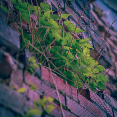 Brick wall in different colors and shades. Red to purple. Fern leaves are green with a shade of yellow. Traces of cement mortar are visible on the wall