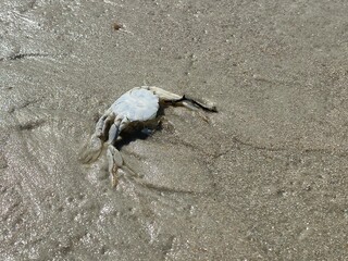 ghost white crab in Daytona Beach is a city on Florida’s Atlantic coast. a city in Volusia County, Florida, United States. The beach has hard-packed sand where driving is permitted in areas. 