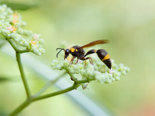 ヤブガラシの蜜を舐めるトックリバチ1