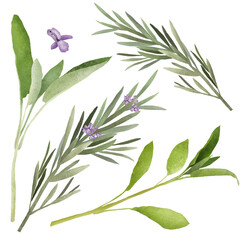 Floral set with realistic rosemary and sage leaves. Fresh herbs bunch on white background. Healthy eating and alternative medicine concept