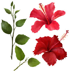 Set of hibiscus flowers and leaves isolated on white background. Hand drawn floral natural collection. Scrapbook objects for party, wedding, birthday. 