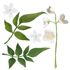 Set of Jasmine flowers and leaves isolated on white background. Hand drawn floral natural collection. Scrapbook objects for party, wedding, birthday. 