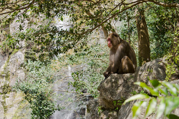 Scenery around Minoh Park in Osaka,Japan.
There is a Japanese monkey.